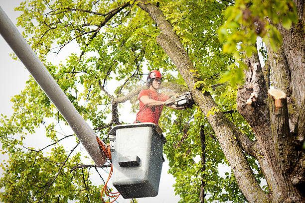  , USA Tree Service Pros